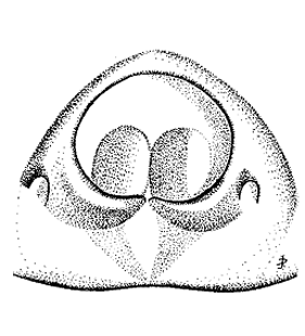 speciesimage