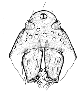 speciesimage