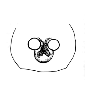 speciesimage