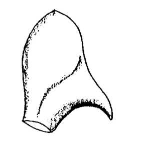 speciesimage