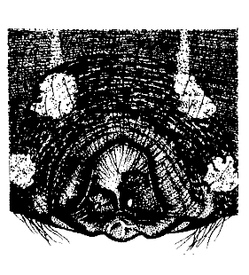 speciesimage