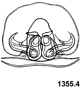 speciesimage