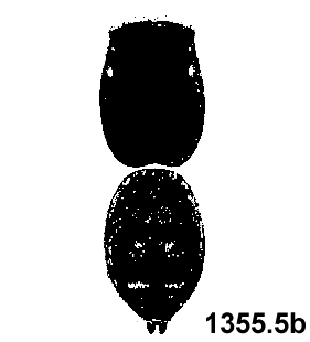 speciesimage