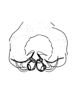 speciesimage
