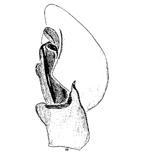 speciesimage