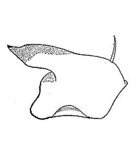 speciesimage
