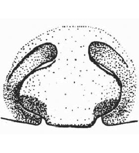 speciesimage