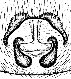 speciesimage