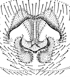speciesimage