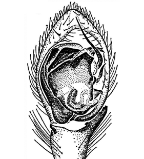 speciesimage