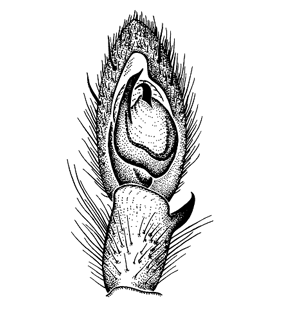 speciesimage