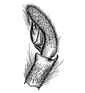 speciesimage