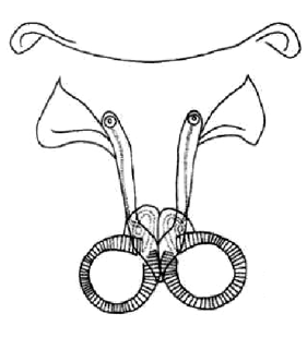 speciesimage