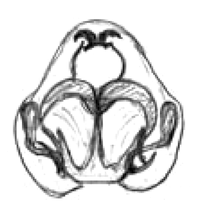 speciesimage