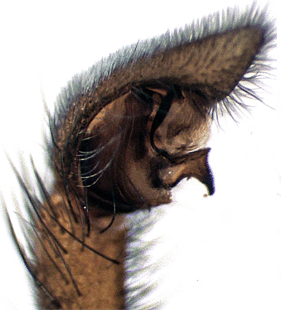 species