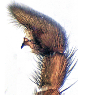 species