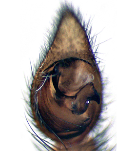 species
