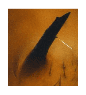 speciesimage