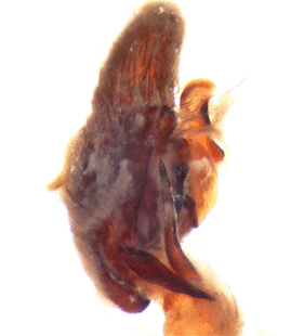 speciesimage
