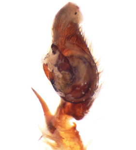 speciesimage
