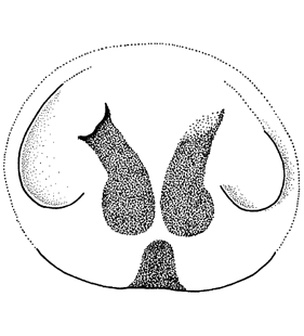 speciesimage