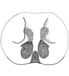 speciesimage