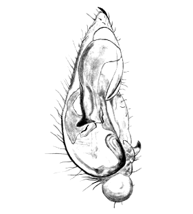 speciesimage