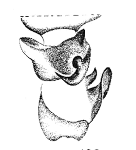speciesimage