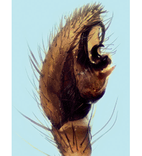 speciesimage