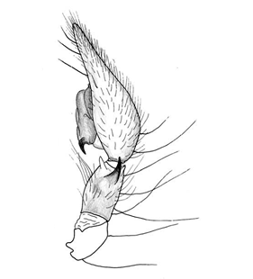 speciesimage