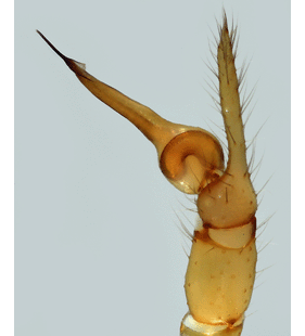 speciesimage