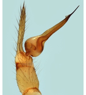 speciesimage