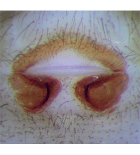 speciesimage