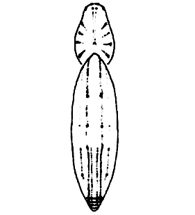 speciesimage