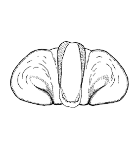 speciesimage
