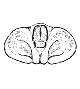 speciesimage