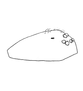 speciesimage