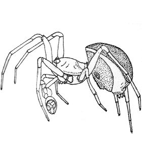 species