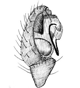 species