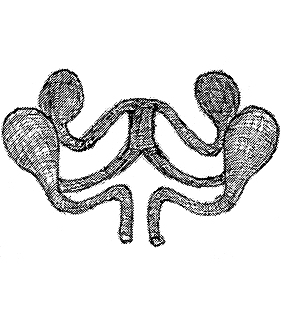 species