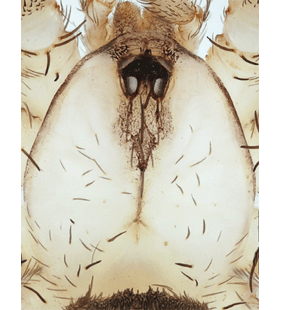 speciesimage