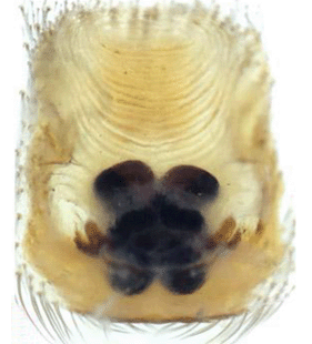 speciesimage