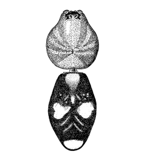speciesimage