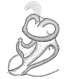 speciesimage