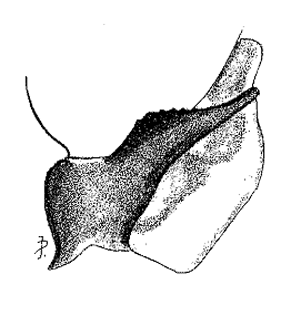 speciesimage