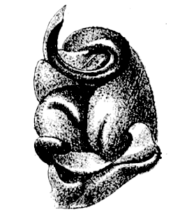 species