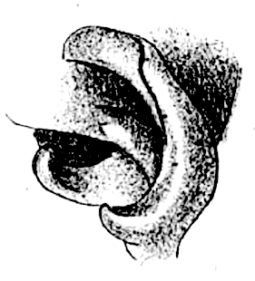 species