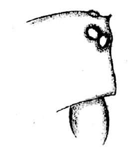 species