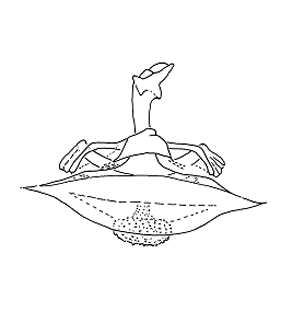 speciesimage