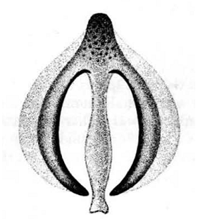speciesimage